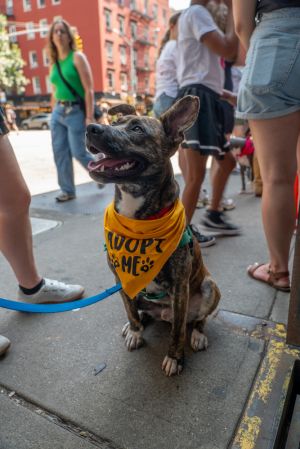 Meet Tatum This 2-year-old 40-lb sweetheart is ready for his fresh start Tatum is an incredible p