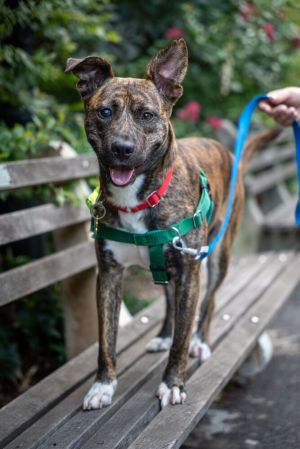 Meet Tatum This 2-year-old 40-lb sweetheart is ready for his fresh start Tatum is an incredible p