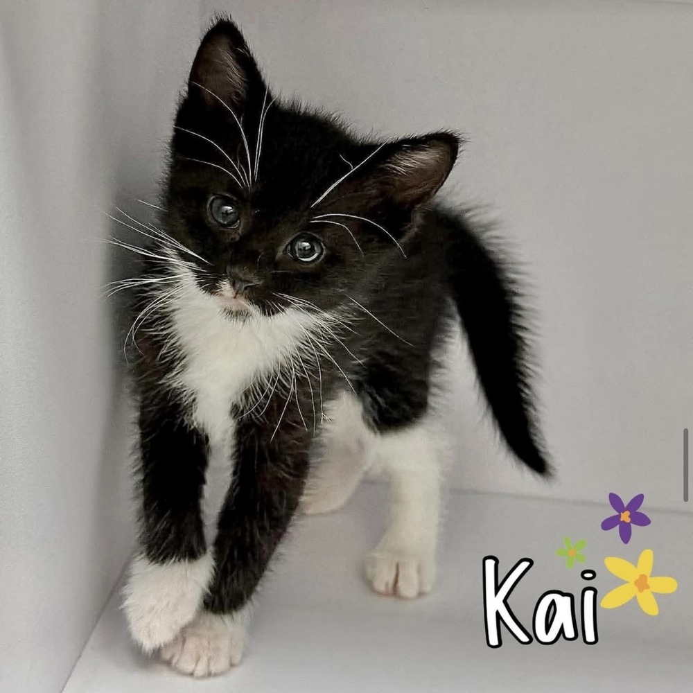 Kai