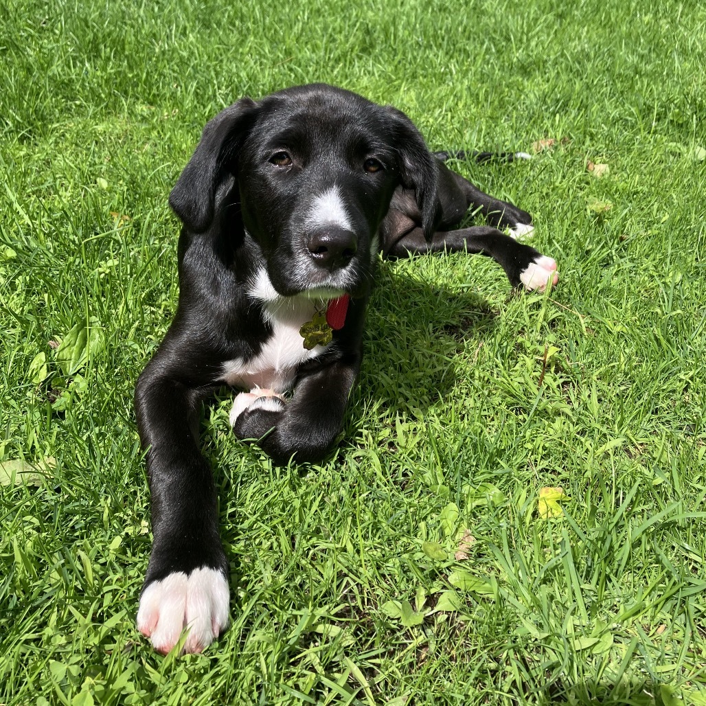 Stella Luna