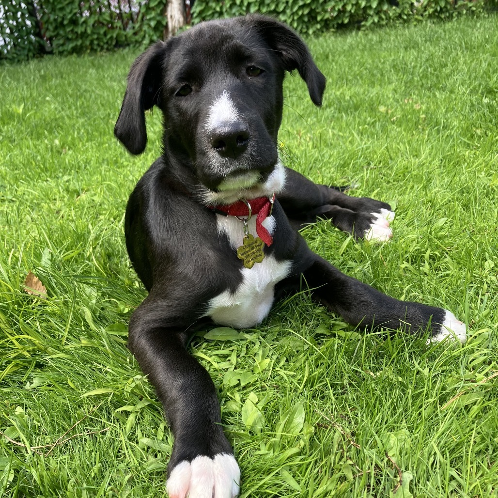 Stella Luna