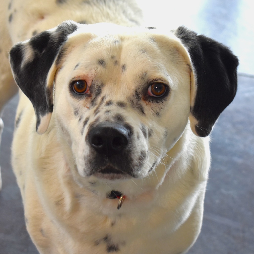 Poncho, an adoptable Dalmatian, Australian Cattle Dog / Blue Heeler in Rifle, CO, 81650 | Photo Image 1