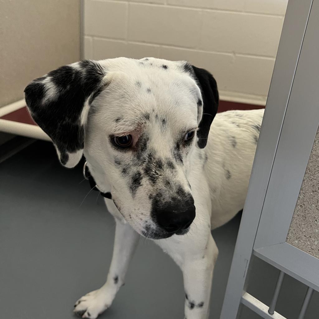 Poncho, an adoptable Dalmatian, Australian Cattle Dog / Blue Heeler in Rifle, CO, 81650 | Photo Image 2