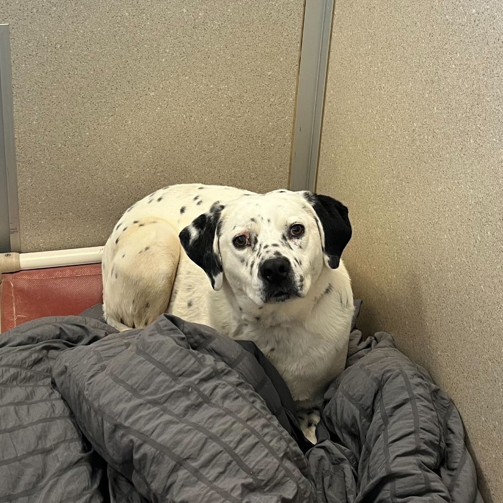 Poncho, an adoptable Dalmatian, Australian Cattle Dog / Blue Heeler in Rifle, CO, 81650 | Photo Image 4