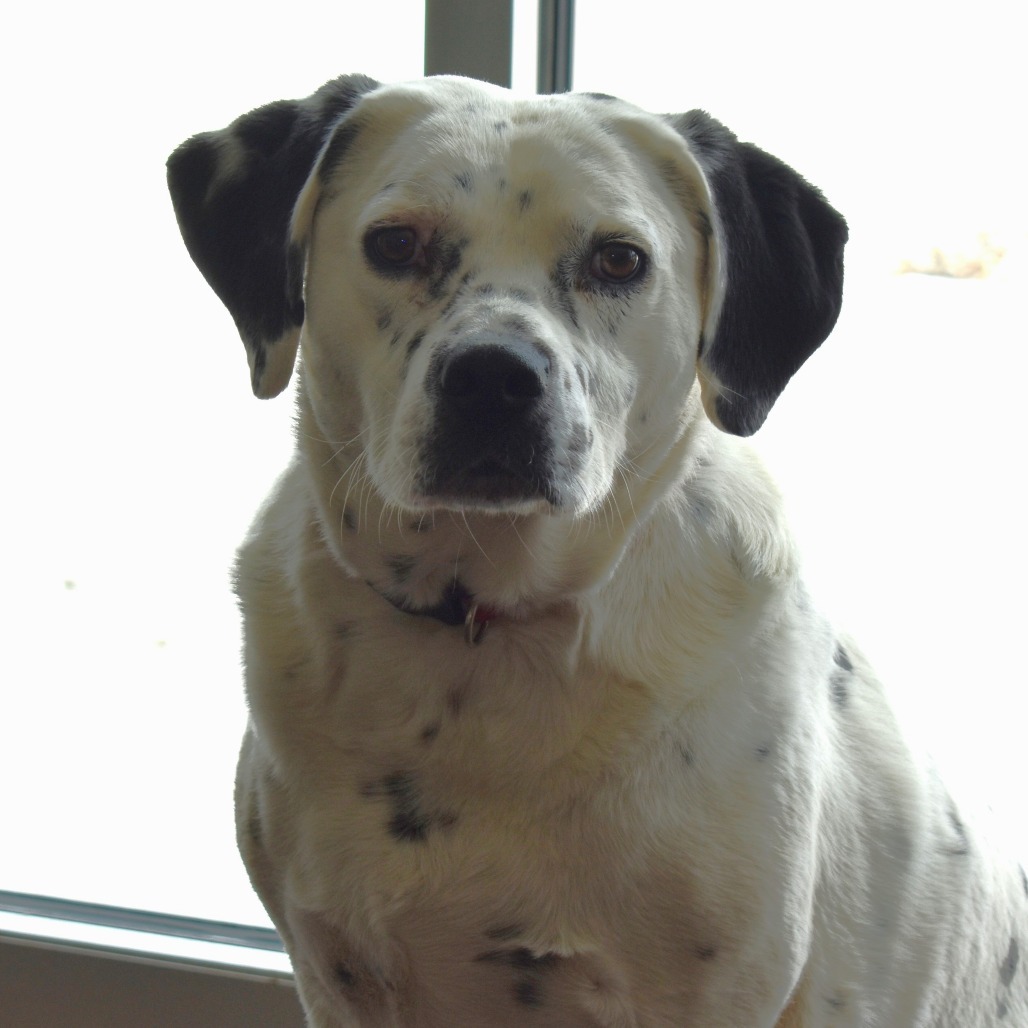 Poncho, an adoptable Dalmatian, Australian Cattle Dog / Blue Heeler in Rifle, CO, 81650 | Photo Image 5