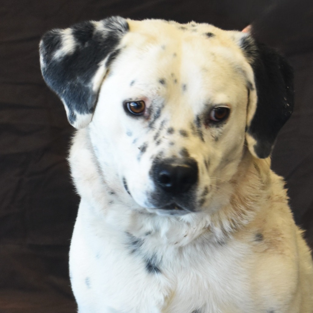 Poncho, an adoptable Dalmatian, Australian Cattle Dog / Blue Heeler in Rifle, CO, 81650 | Photo Image 6