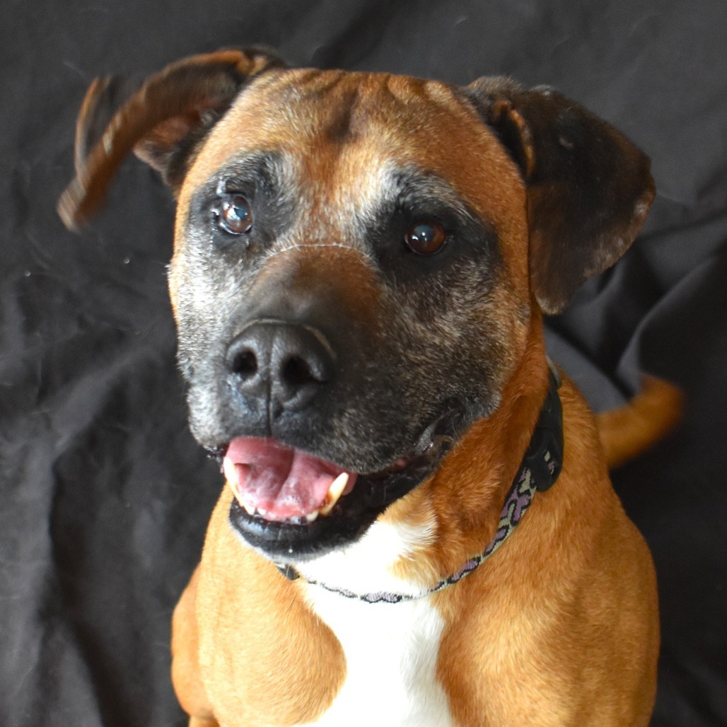 Luke (Droolious Caesar), an adoptable Boxer, Shepherd in Rifle, CO, 81650 | Photo Image 1