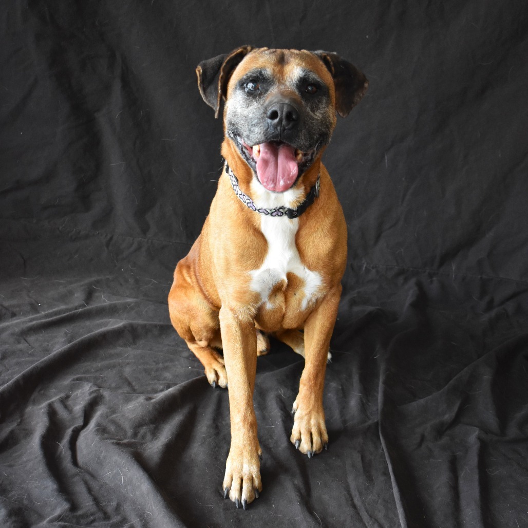Luke (Droolious Caesar), an adoptable Boxer, Shepherd in Rifle, CO, 81650 | Photo Image 3
