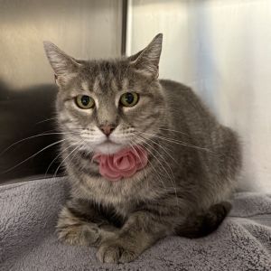 Mouse is currently in foster care and ready for adoption via our virtual process Learn more about h
