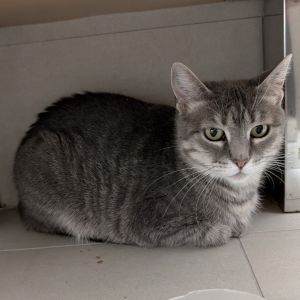 Mouse is currently in foster care and ready for adoption via our virtual process Learn more about h