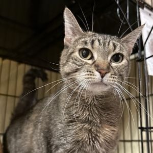 Baklava is a 2-year-old female torbie with a stunning coat and an even more beautiful personality S