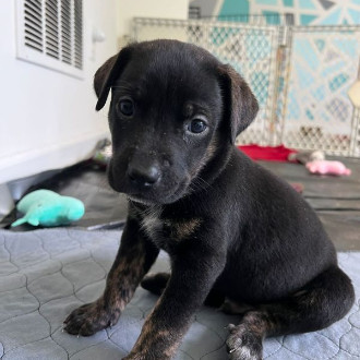 Enzo