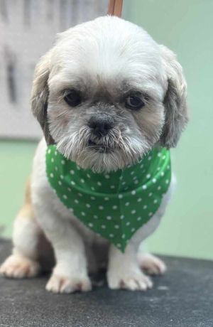 Vinny, Adult Male Shih Tzu