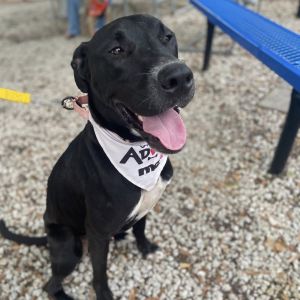 Manteo, Young Male Great Dane