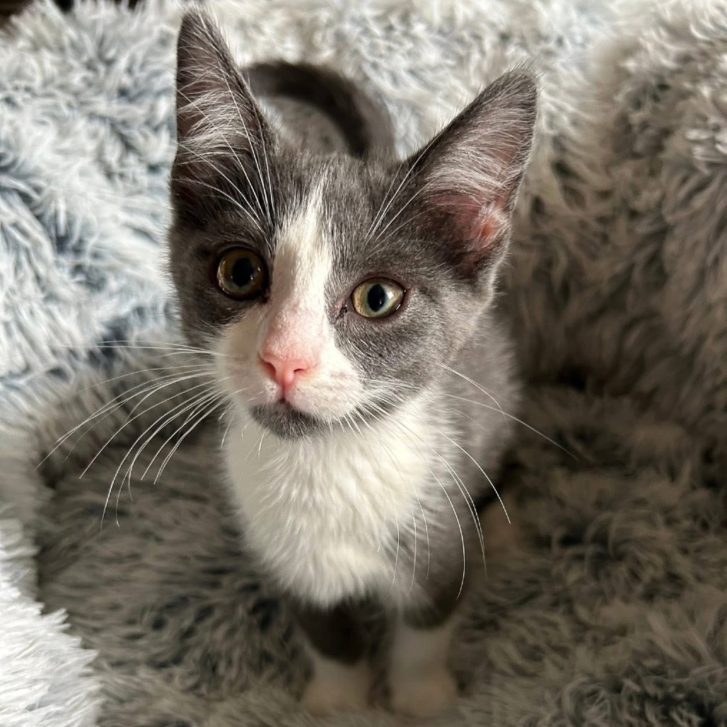 Gin