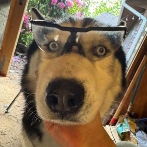 Meet Asher - A True Survivor with a Heart of Gold and a Love for Snuggles When we first laid