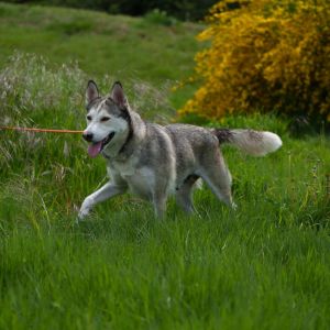 Heart Siberian Husky Dog
