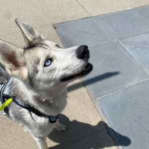 August Siberian Husky Dog