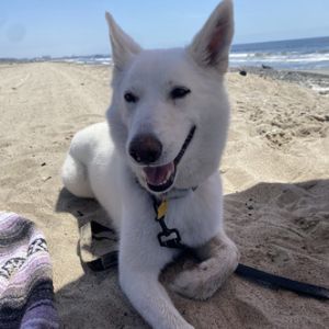 After enduring unimaginable neglect and betrayal Shelby is finally safe-but what she truly longs fo