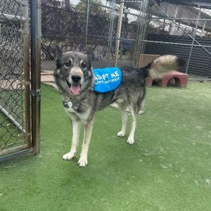 Logan Siberian Husky Dog