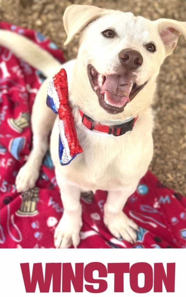 Winston LongDoggy