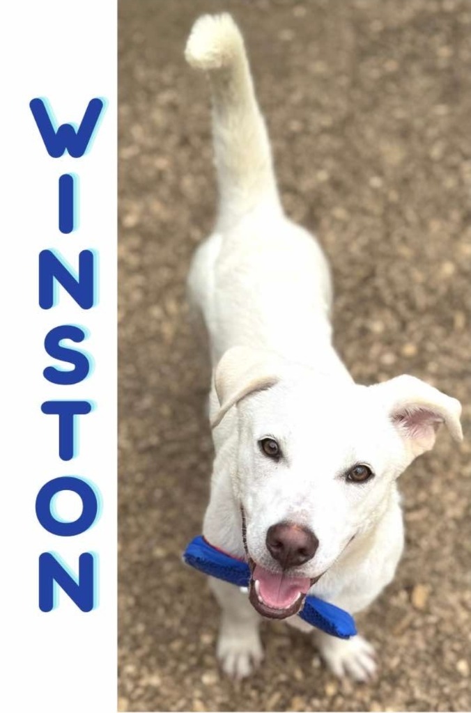 Winston LongDoggy