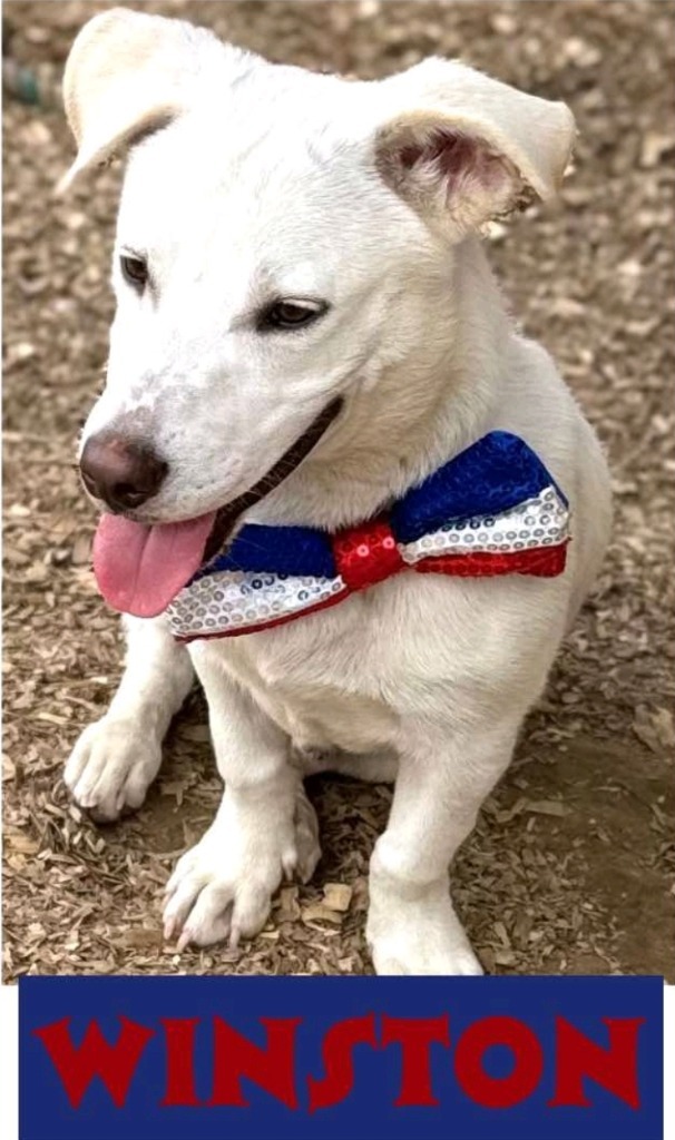 Winston LongDoggy