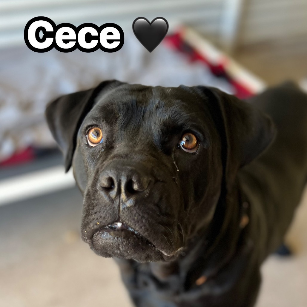 Cece