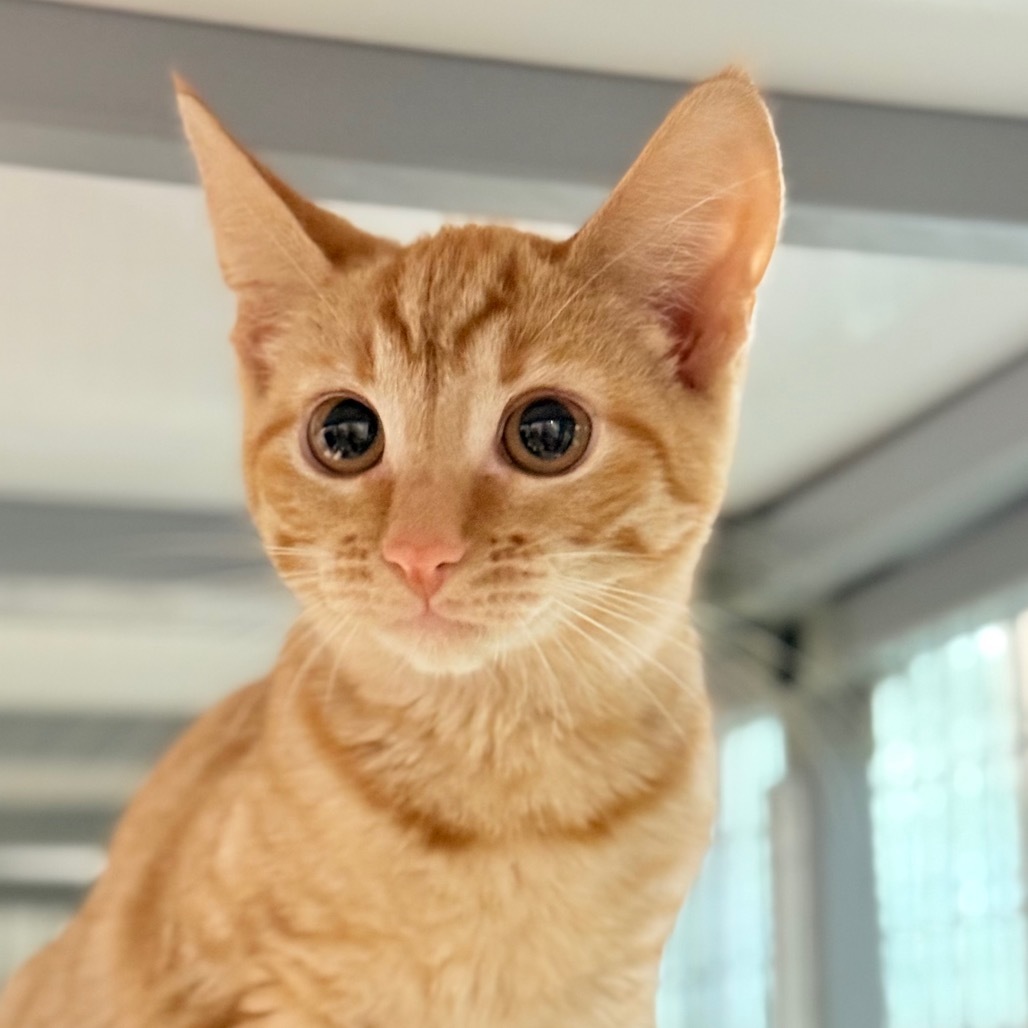 Milo