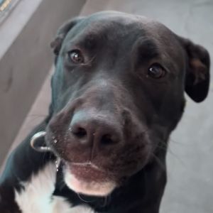 Don Omar A2193183, Young Male Labrador Retriever