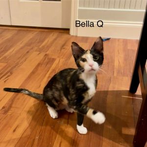 sib Bounty QBella is a bit more independent than her brother Bounty Q They love to chase each othe