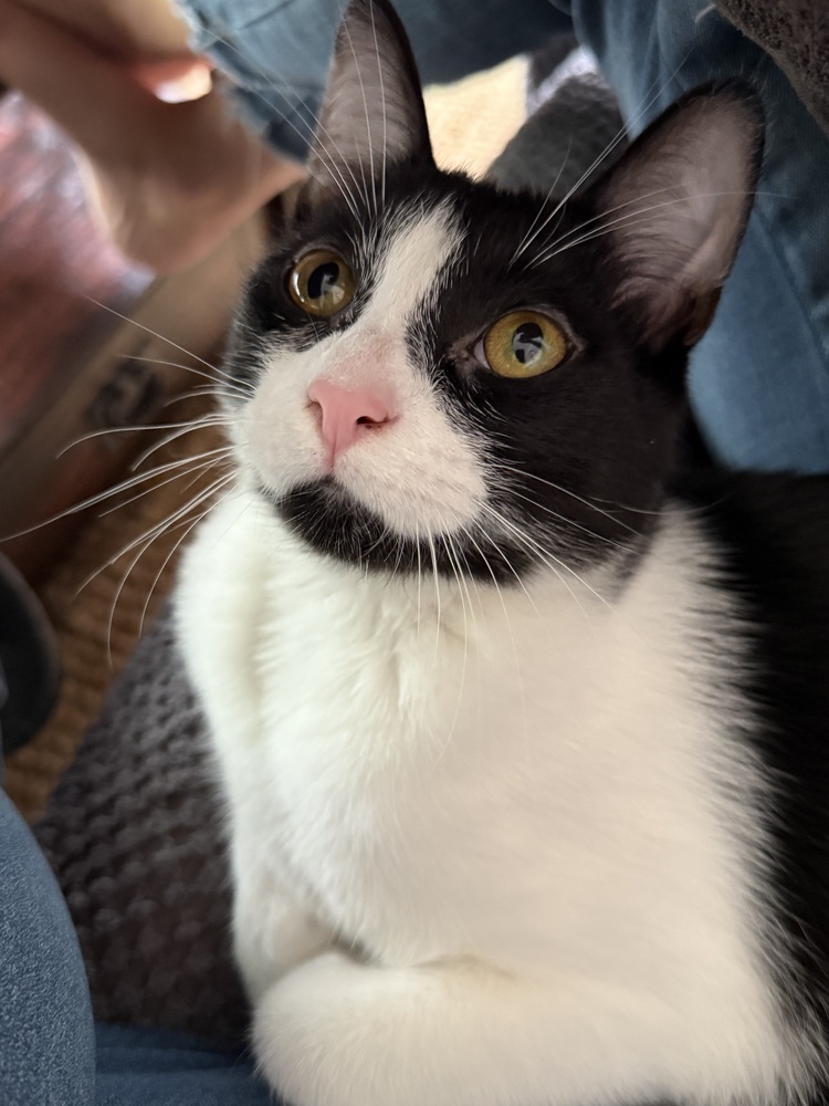 Gizmo (25-058 C)