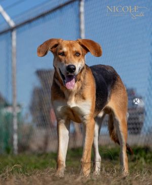 Randy Travis, Adult Male German Shepherd Dog