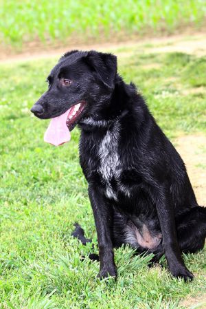 Bonnie, Adult Female Labrador Retriever
