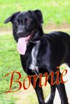 Bonnie photo 4
