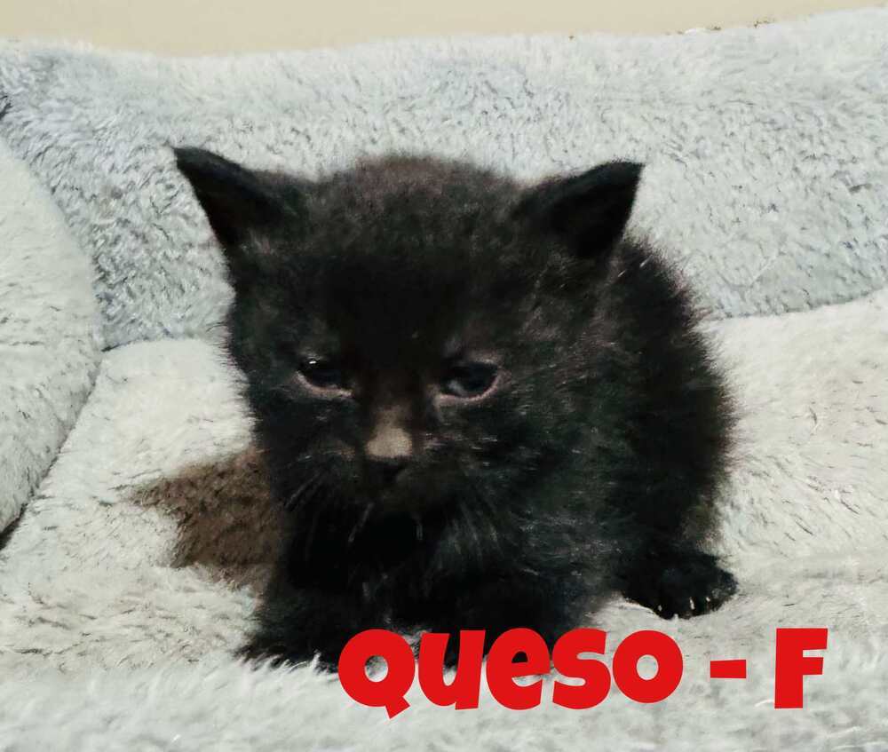 Queso