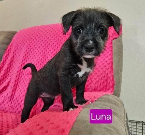 Luna - sophie