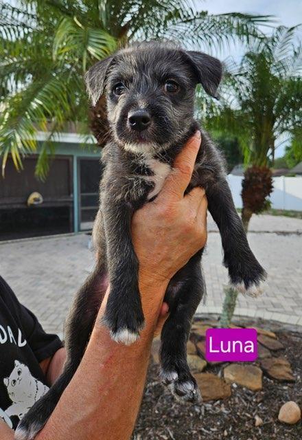 Luna - sophie