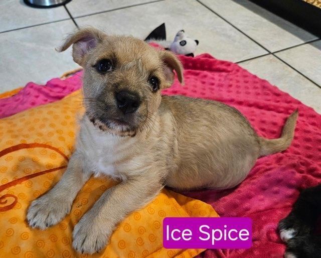 Ice Spice - Sophie