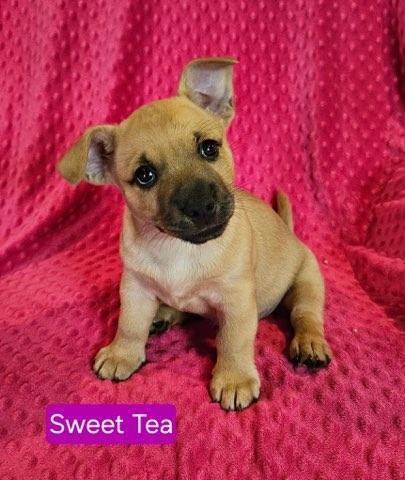 Sweet Tea - Sophie