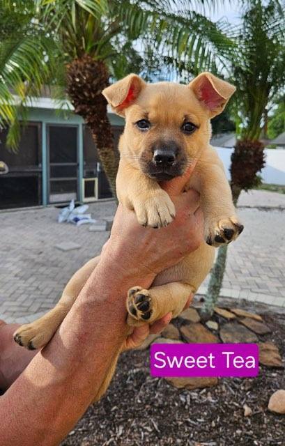 Sweet Tea - Sophie