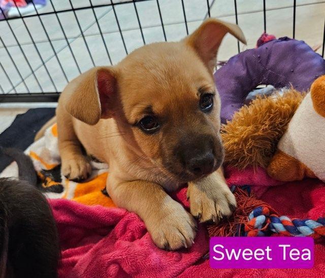 Sweet Tea - Sophie