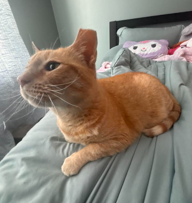 Whiskers