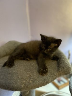 Meatball, Baby Male Domestic Short Hair