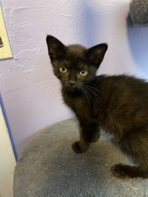Ebony, Baby Female Domestic Short Hair