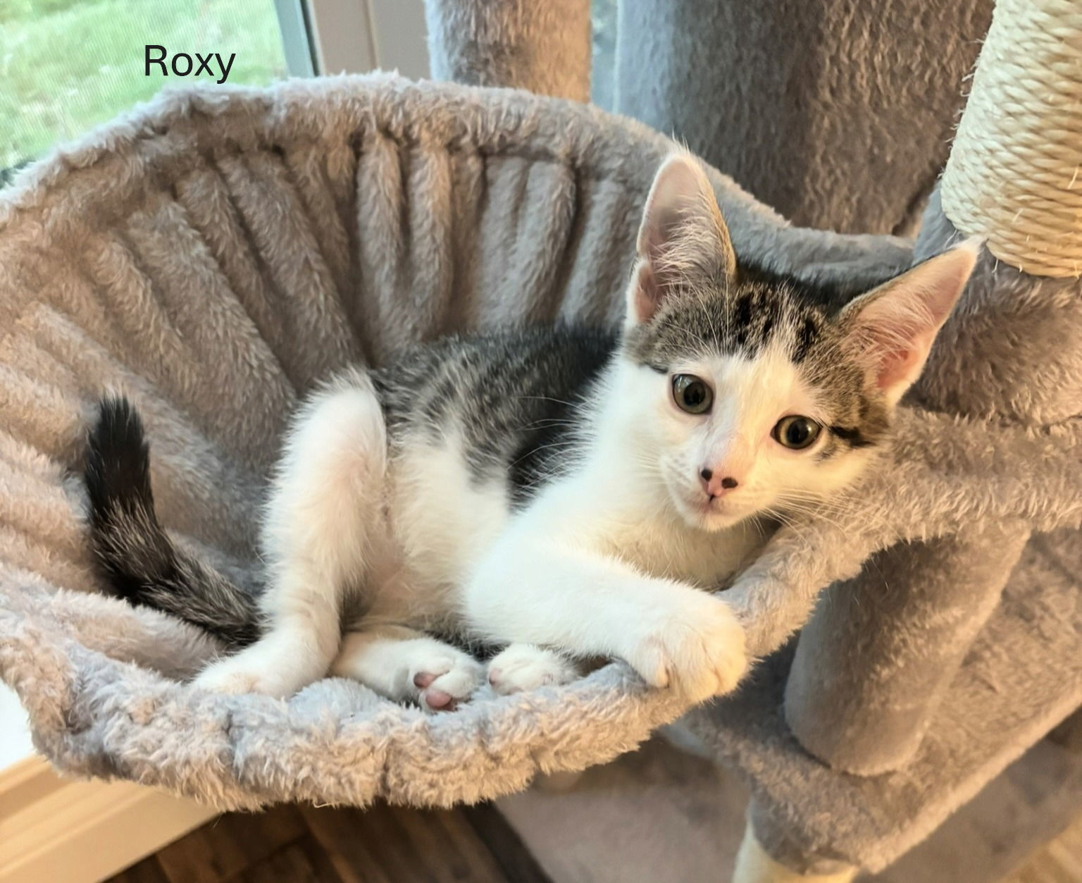 Roxy D.