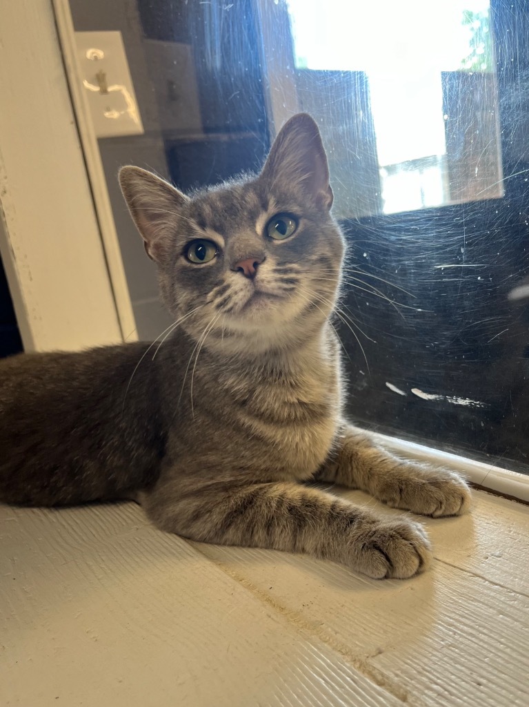 STONE, an adoptable Domestic Short Hair in Athens, AL, 35611 | Photo Image 1