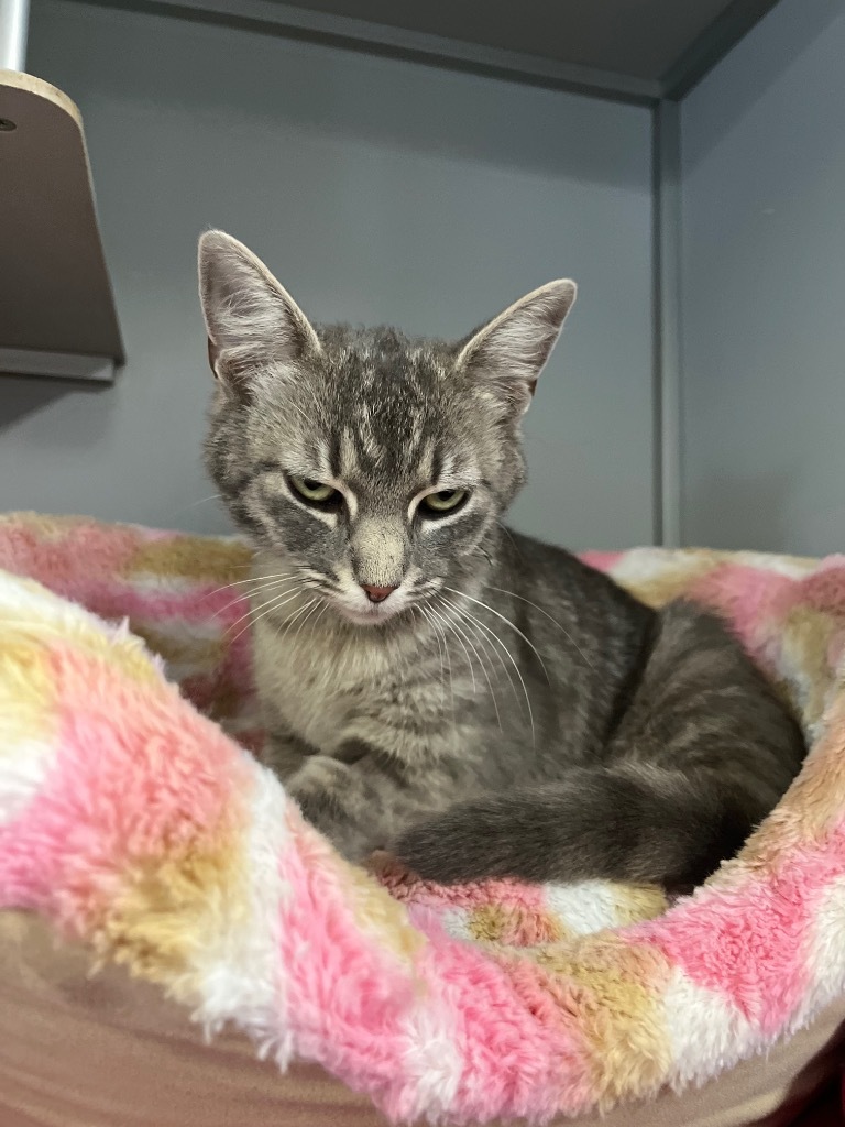STONE, an adoptable Domestic Short Hair in Athens, AL, 35611 | Photo Image 2