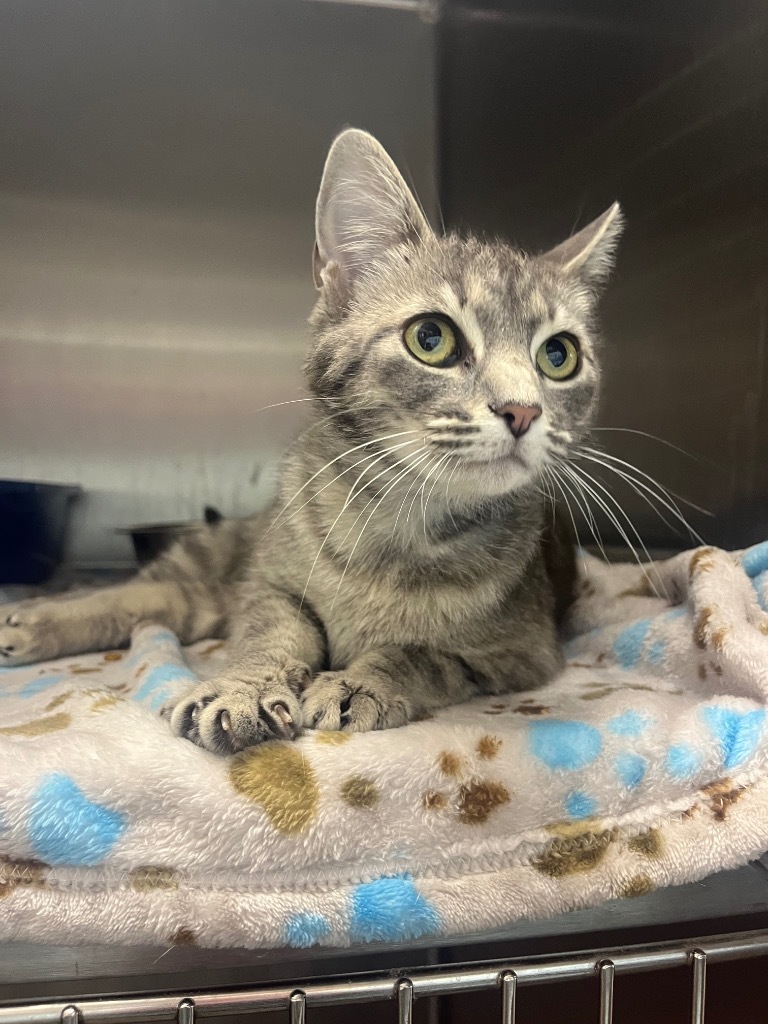 STONE, an adoptable Domestic Short Hair in Athens, AL, 35611 | Photo Image 3