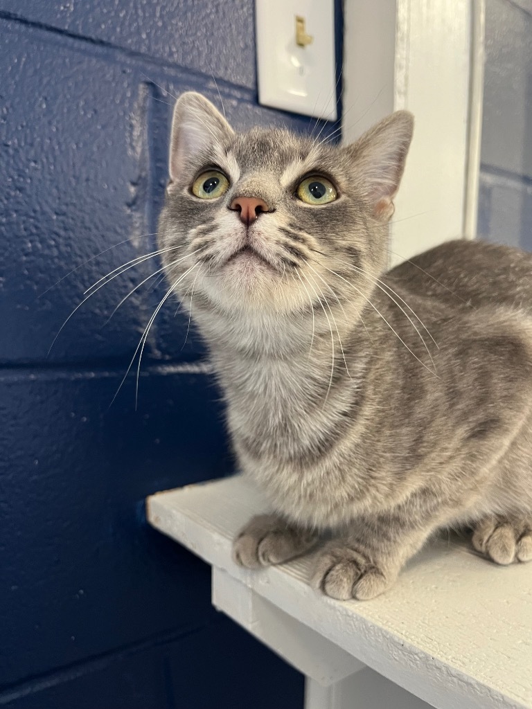 STONE, an adoptable Domestic Short Hair in Athens, AL, 35611 | Photo Image 4